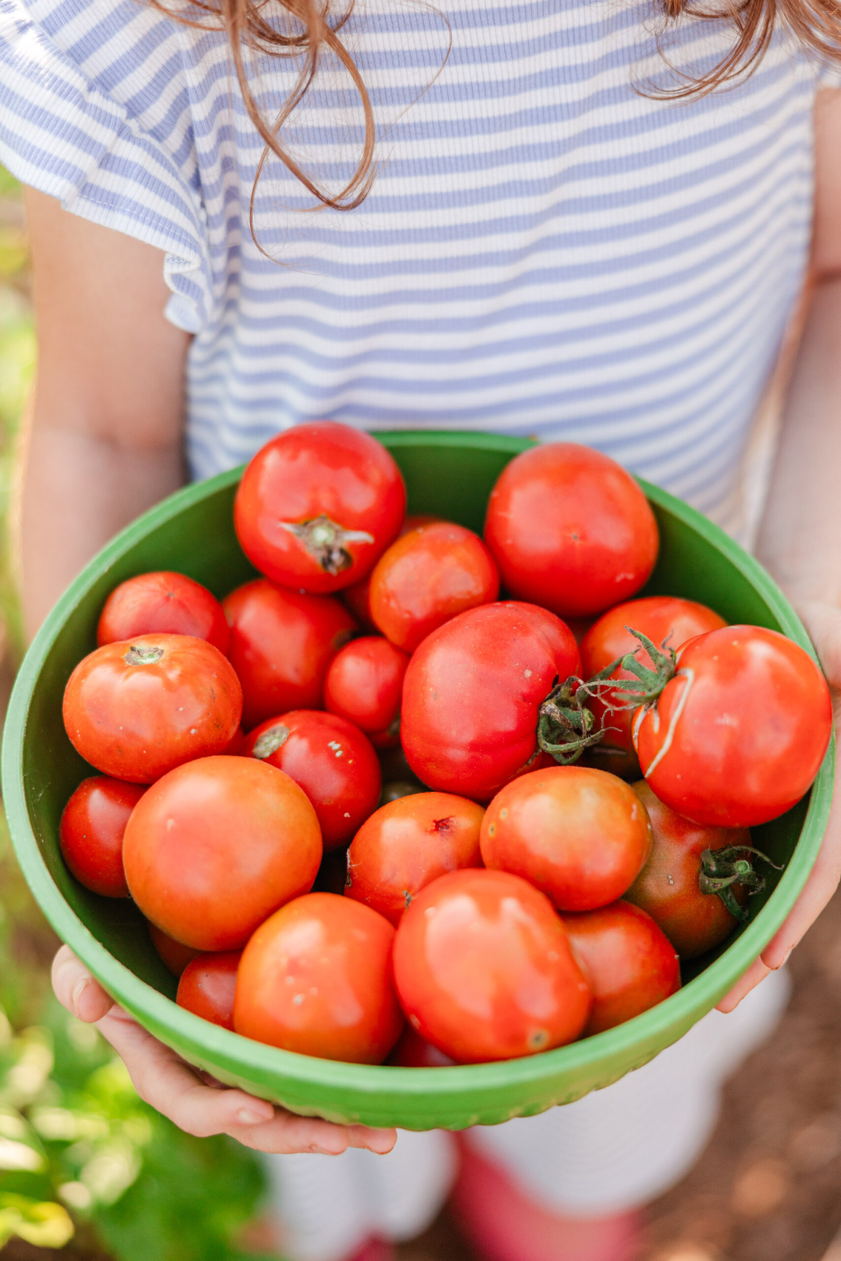 Image of a bowl of tomatoes in a garden