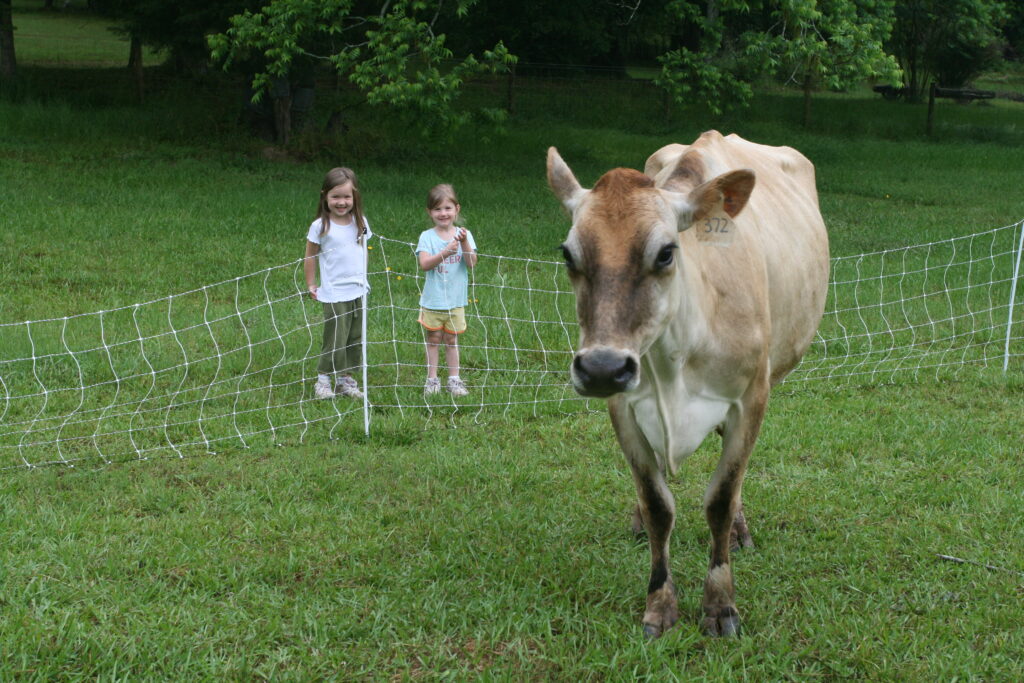 Little girls smiling with milk cow in electric fence