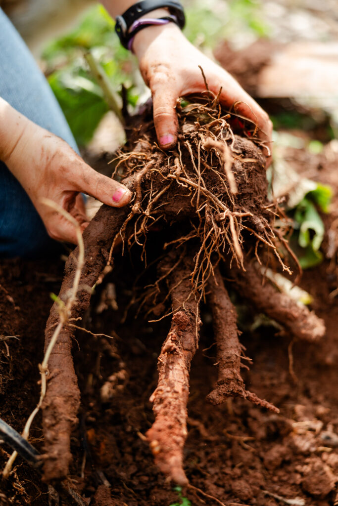 image of girl harvesting burdock root
