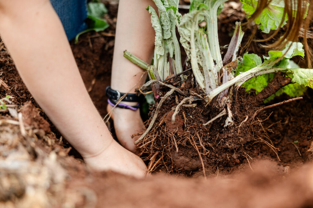 how to harvest burdock