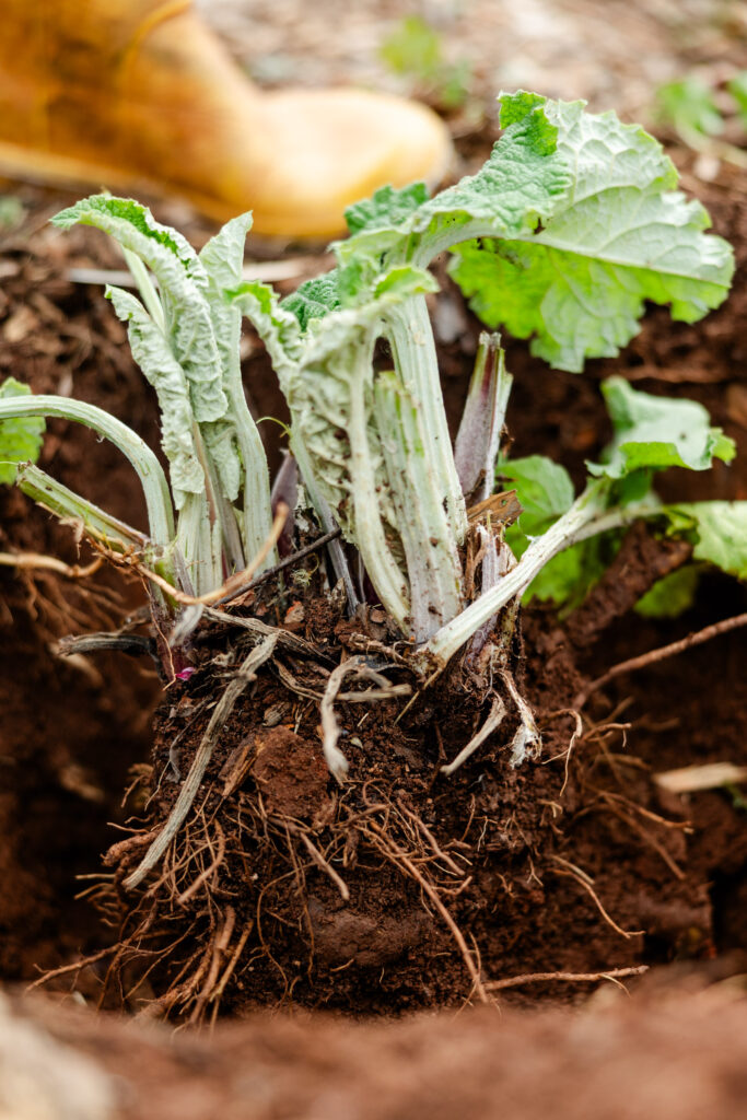 harvesting burdock plant