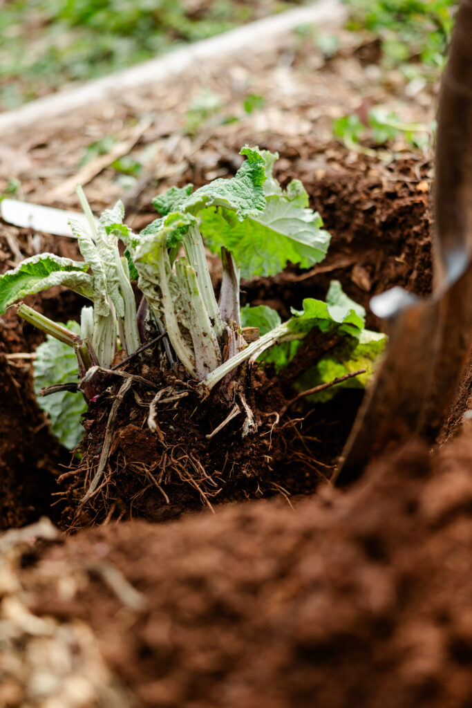 a shovel digging up burdock
