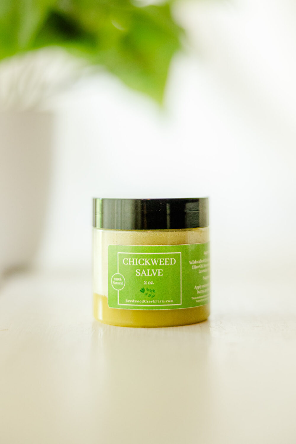 Chickweed Salve