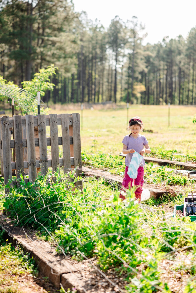 Little girl harvesting peas