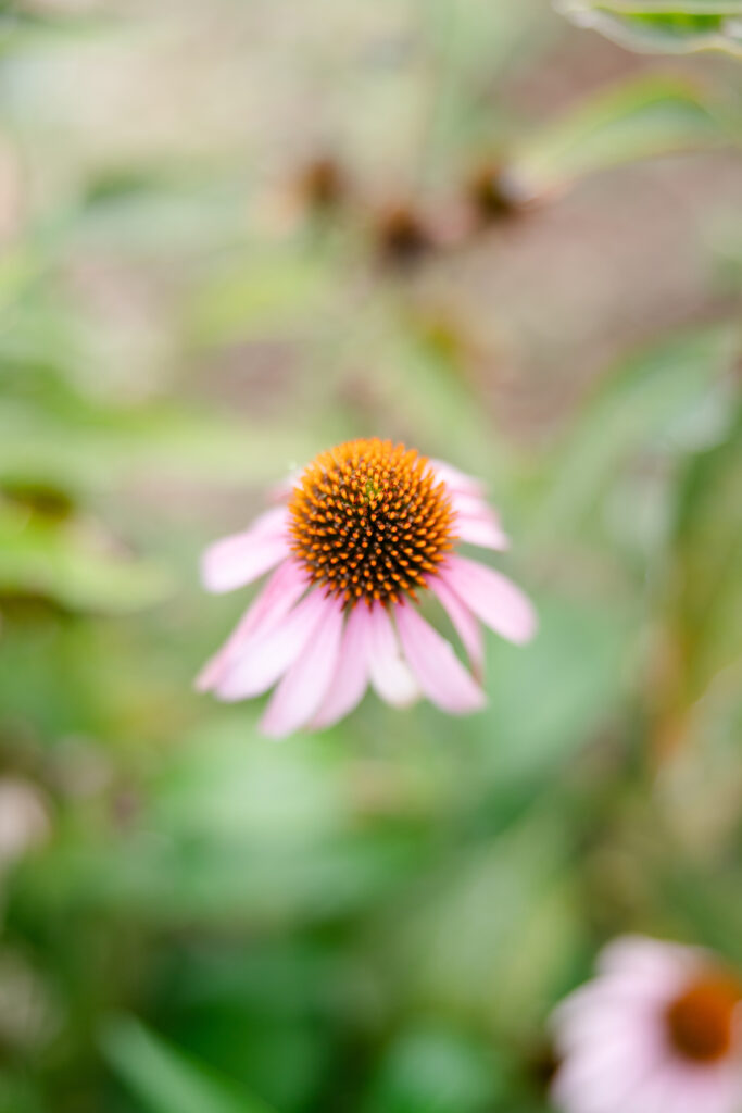 Echinacea Purpurea Plant Coneflower