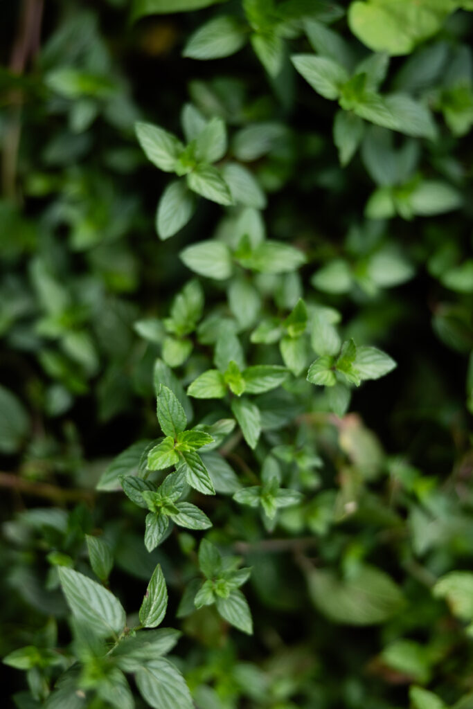 Peppermint Leaf (Mentha × piperita) Plant