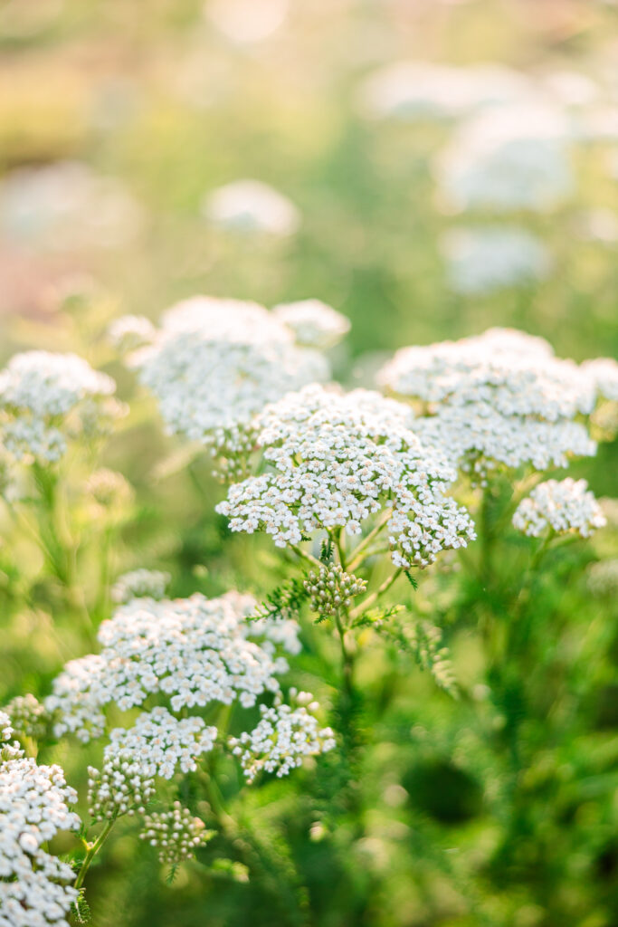 Yarrow flowers and leaves (Achillea millefolium)