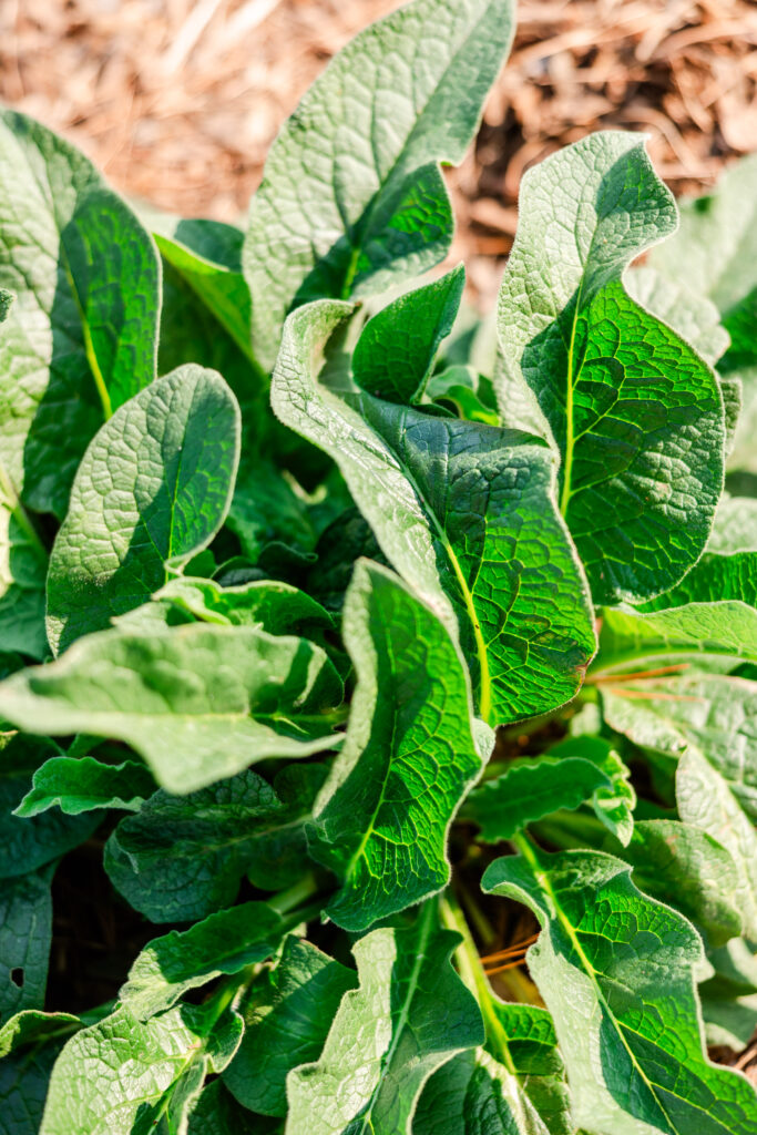 Green leafy Comfrey plant


