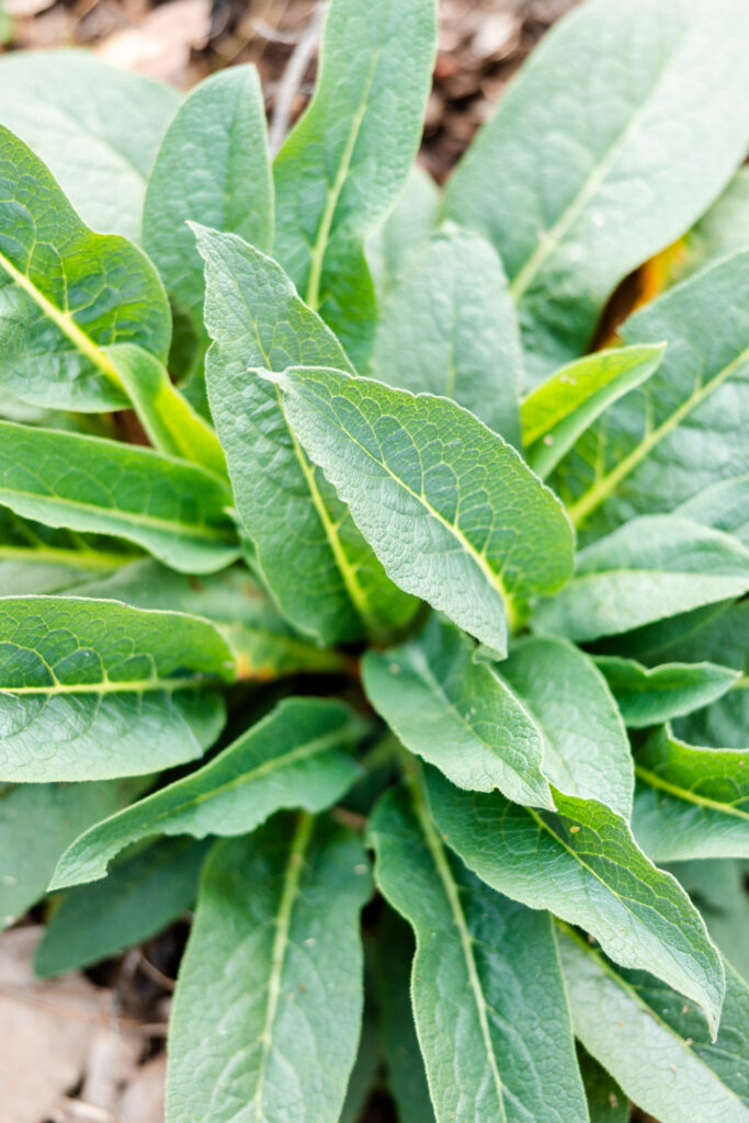 Large, green comfrey plant
