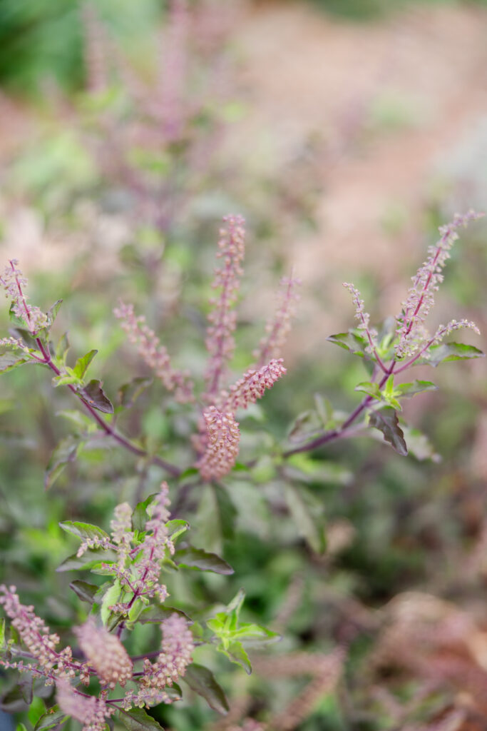 Tulsi (Ocimum tenuiflorum) Plant and leaves