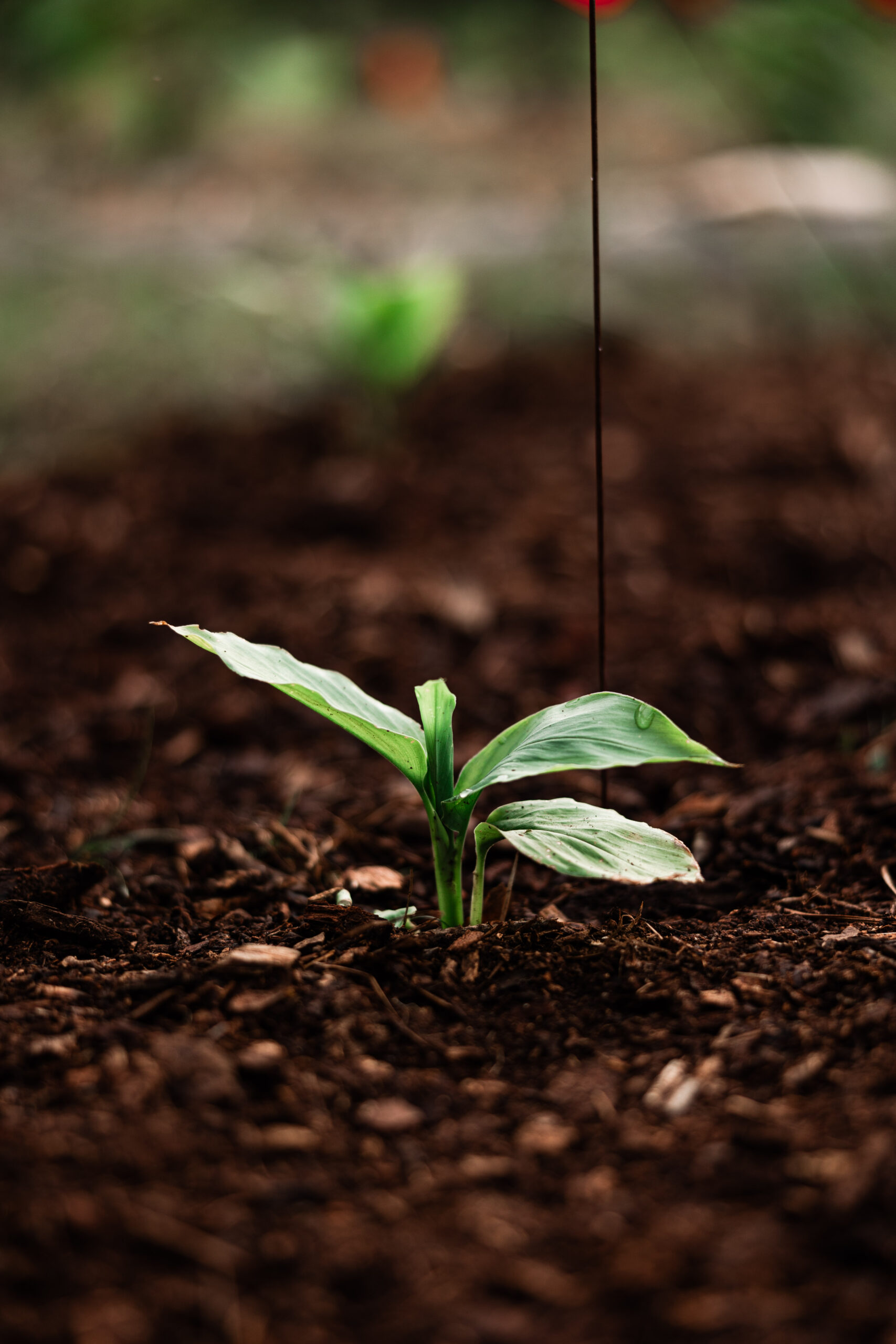 Image of Digestive Bitters Ginger Rhizome growing in healthy soil