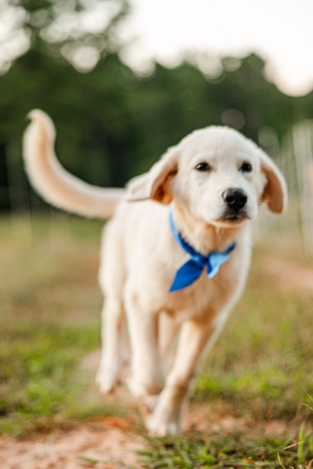 Great Pyrenees Anatolian Shepherd Mix Puppy | Brinson