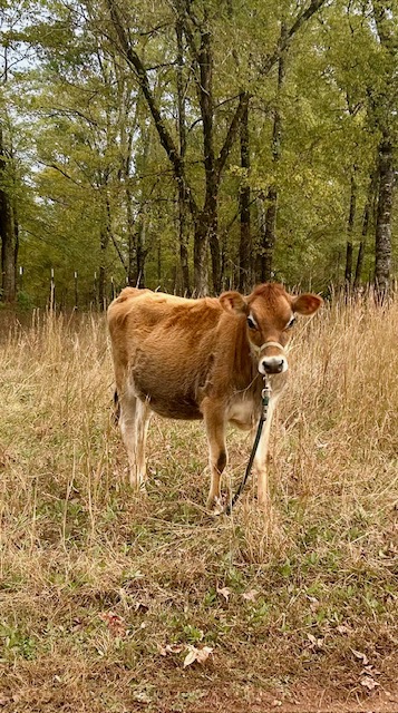 Mini Jersey Heifer - Blossom
