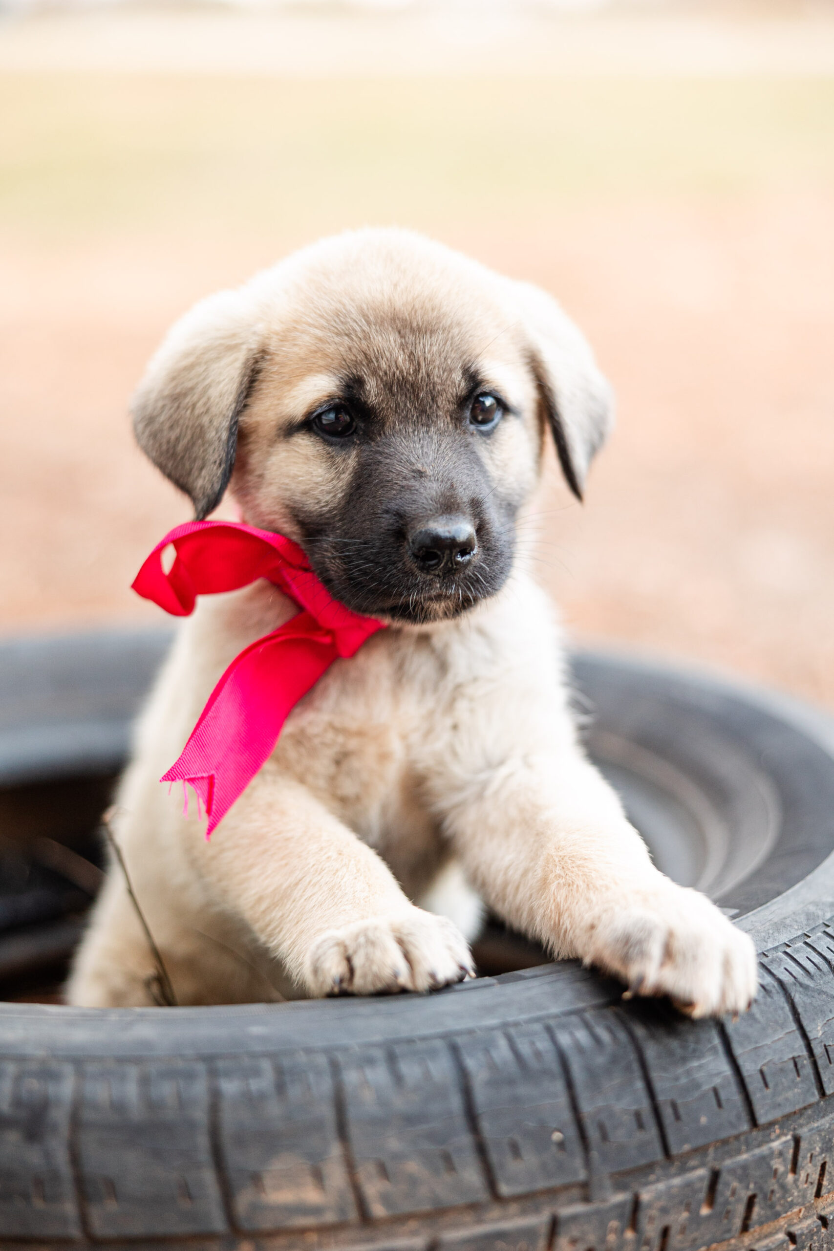 Anatolian Shepherd Puppy - Allie