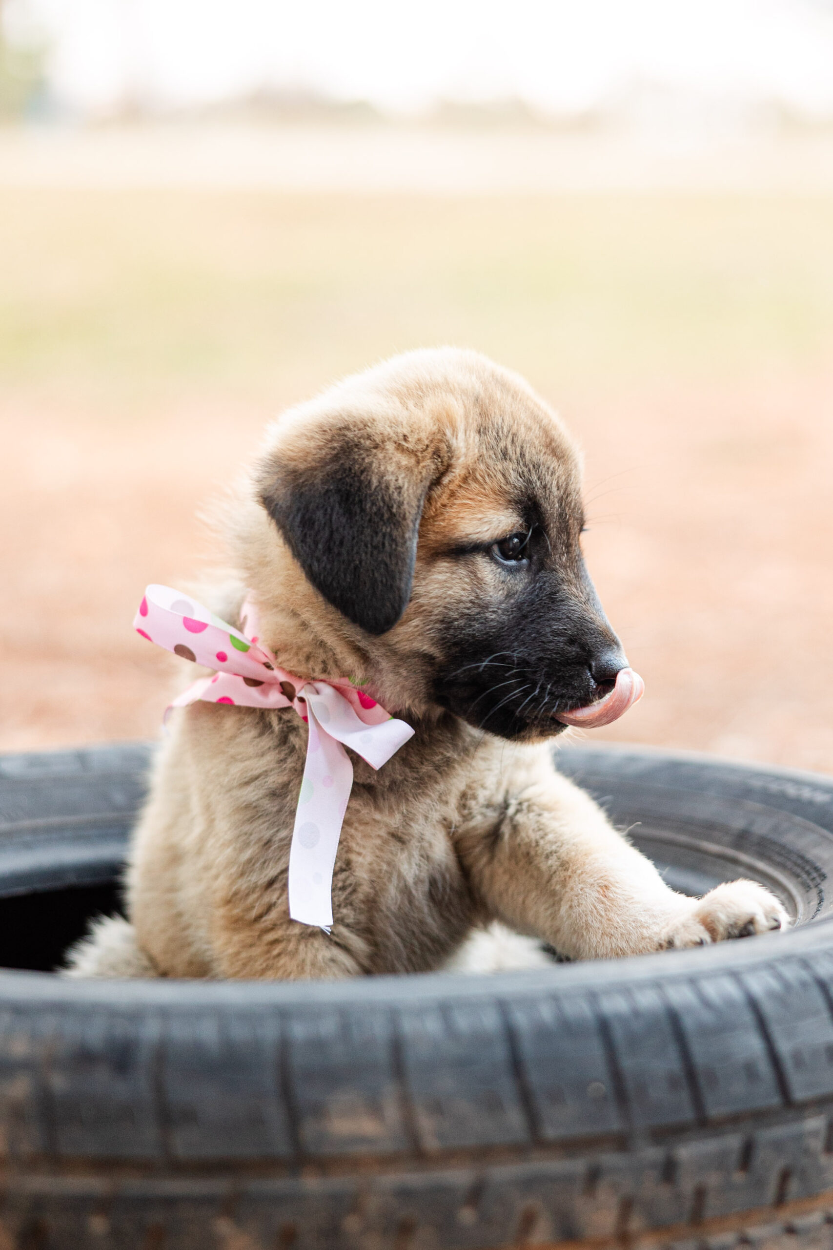Anatolian Shepherd Puppy - Hallie