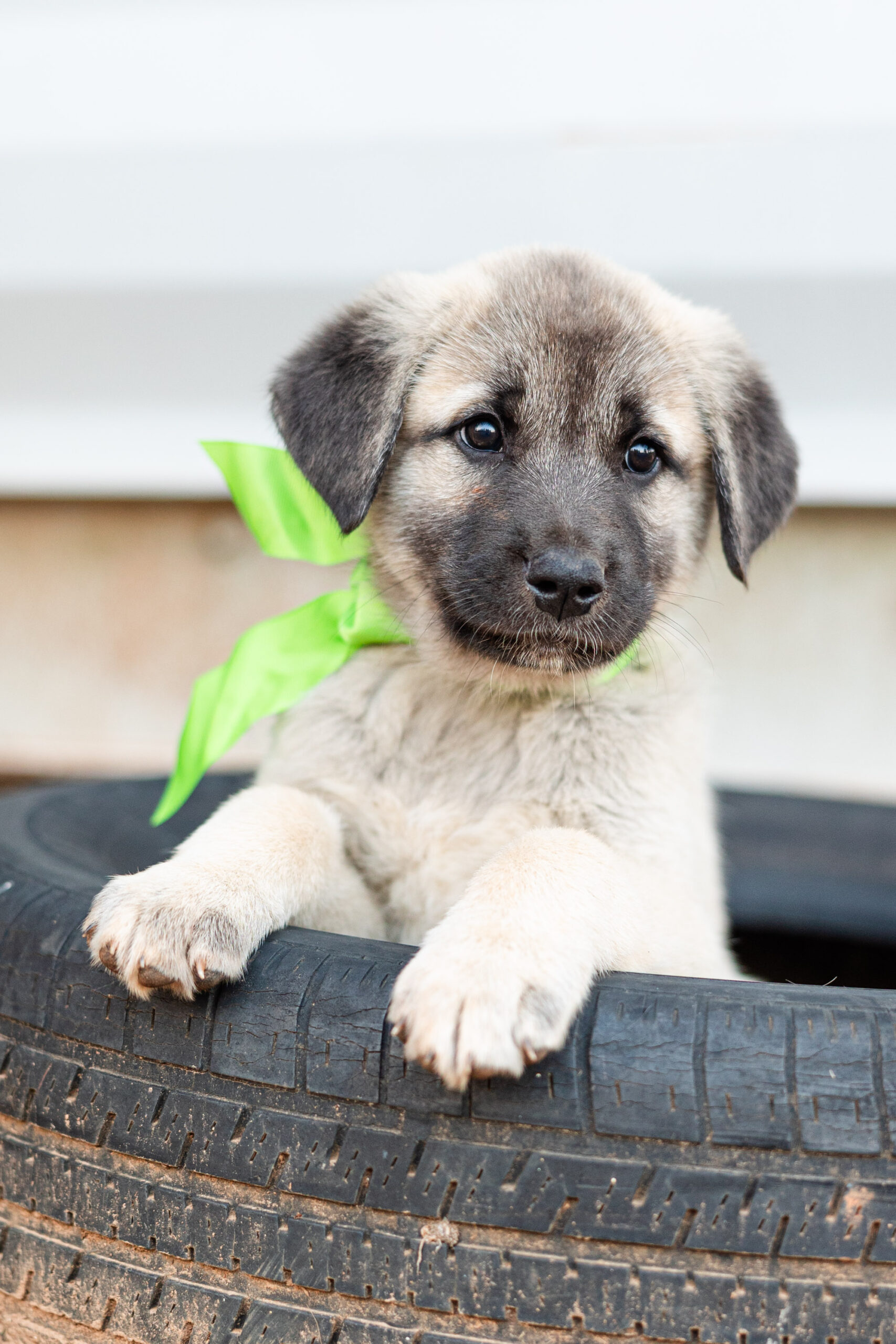 Anatolian Shepherd - Henry
