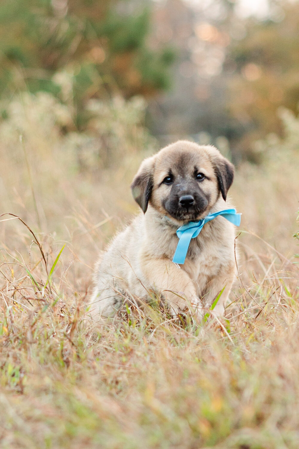 Anatolian Shepherd Puppy - Willie